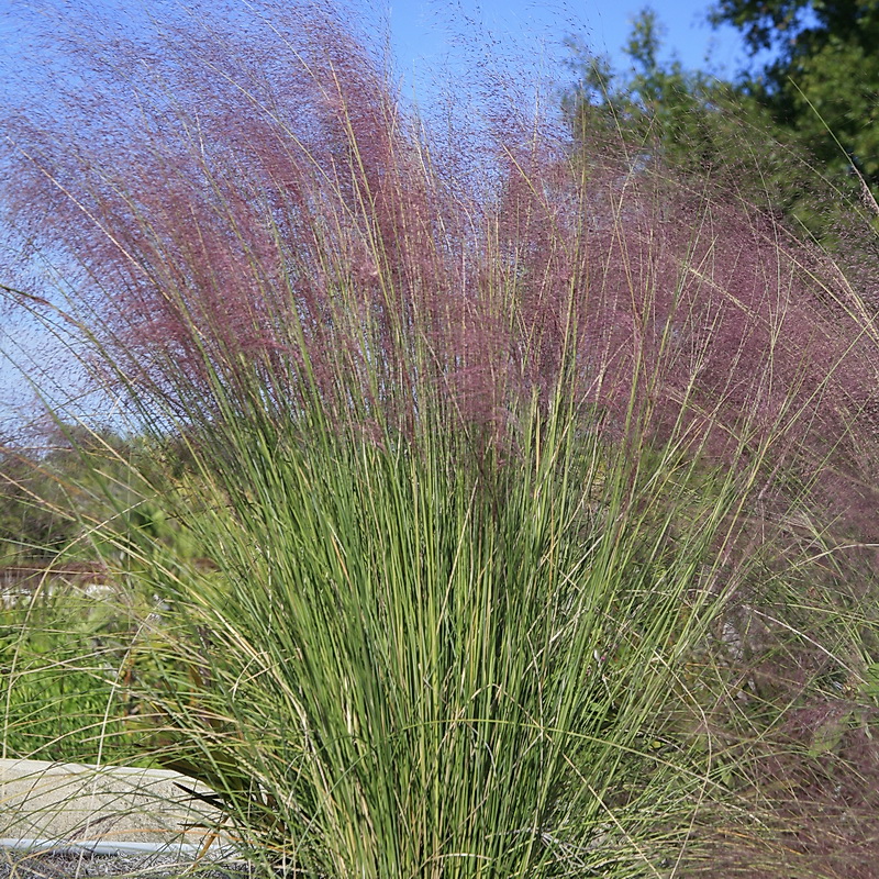 Florida Native Plant Society (fnps)