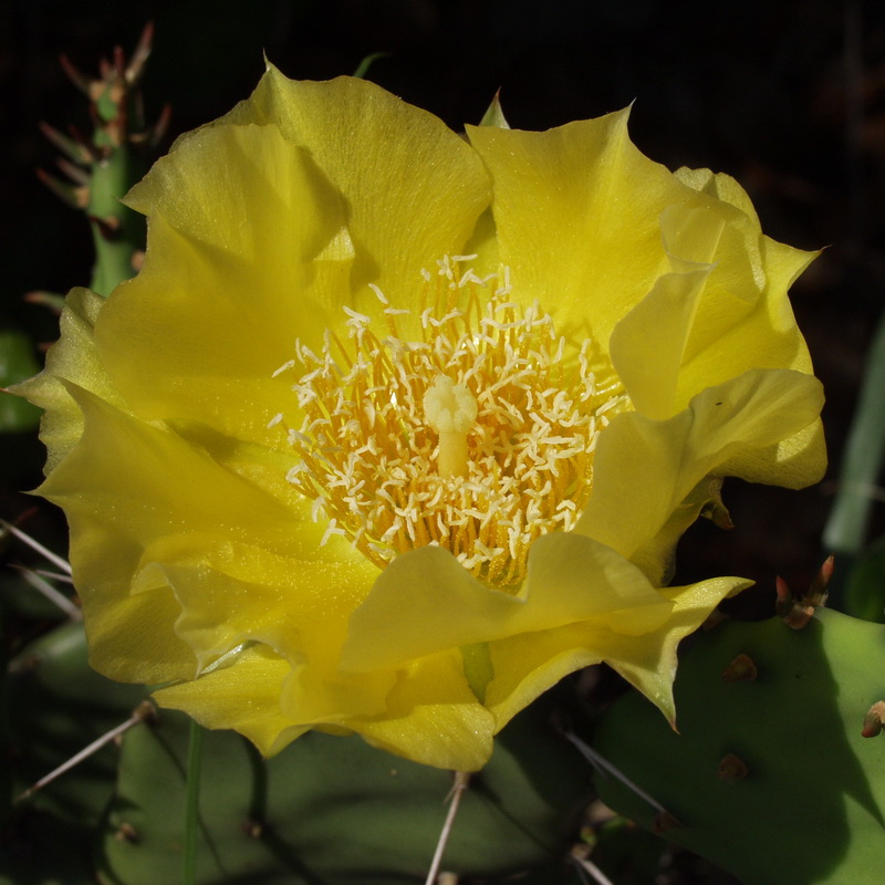 Florida Native Plant Society (FNPS)